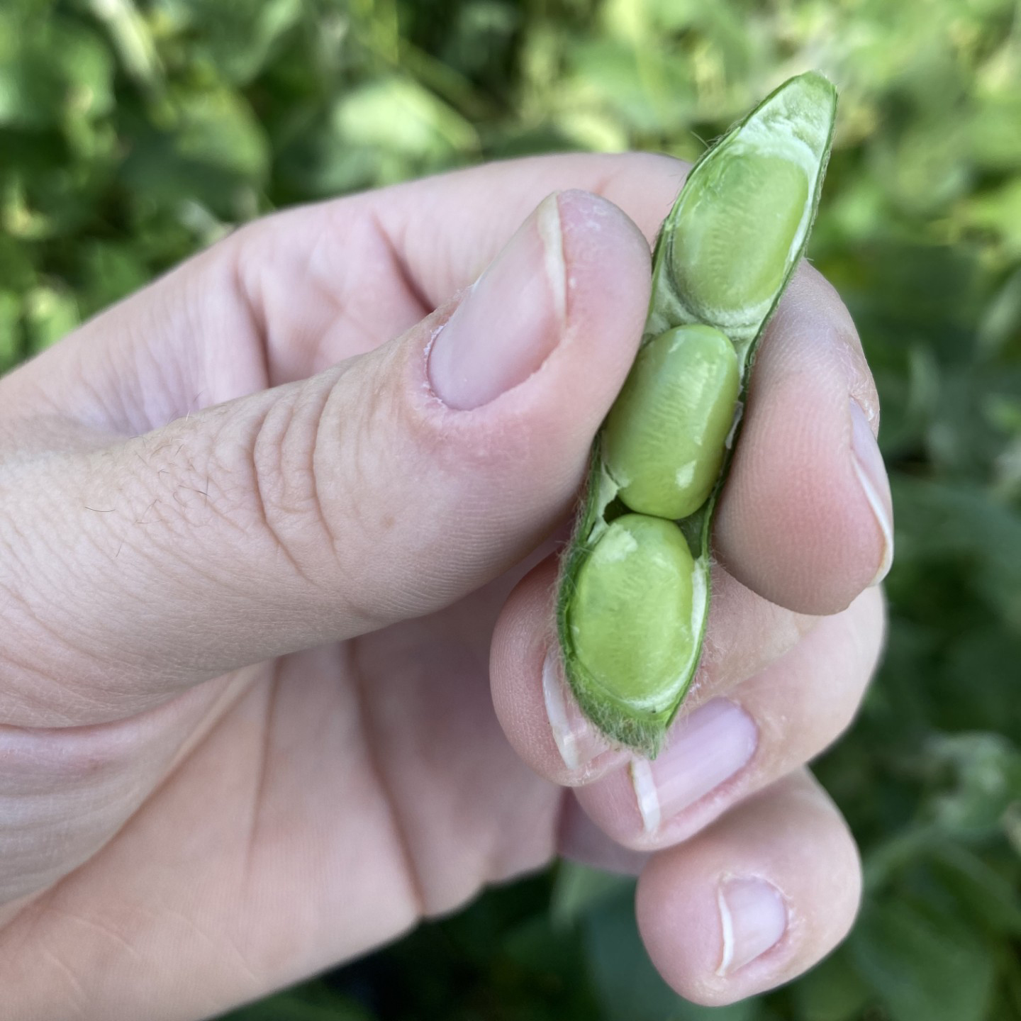 Close-up of a hand holding a soybean pod with three green seeds visible inside. Background shows green foliage of the soybean field.